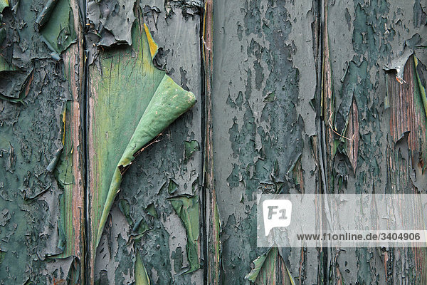 Abblätternde Farbe an einer alten Holztür  Texel  Niederlande  Detail