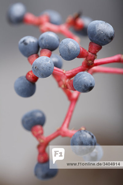 Früchte der Jungfernrebe (Parthenocissus)  Close-up