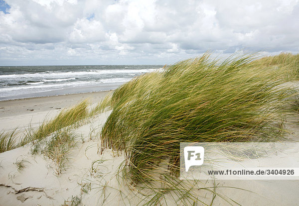 Dünengras am Strand von Texel  Niederlande