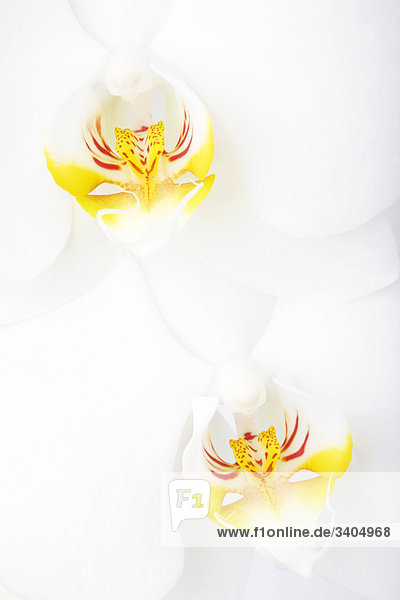 Zwei Orchideenblüten  Detail  Draufsicht