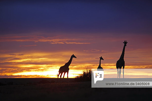 Masai Giraffen (Giraffa camelopardalis tippelskirchi) bei Sonnenuntergang  Kenia
