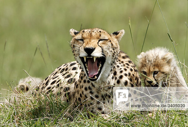 Gepard (Acinonyx jubatus) mit Jungtier  Masai Mara National Reserve  Kenia
