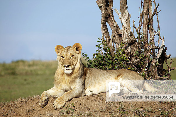 Löwenjunges (Panthera leo) auf einem Erdhügel liegend  Masai Mara National Reserve  Kenia