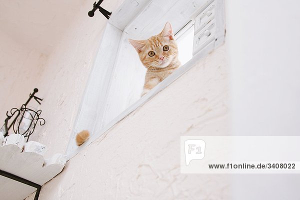 American Kurzhaar Katze
