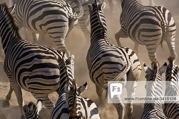 Burchell´s zebras Equus burchelli