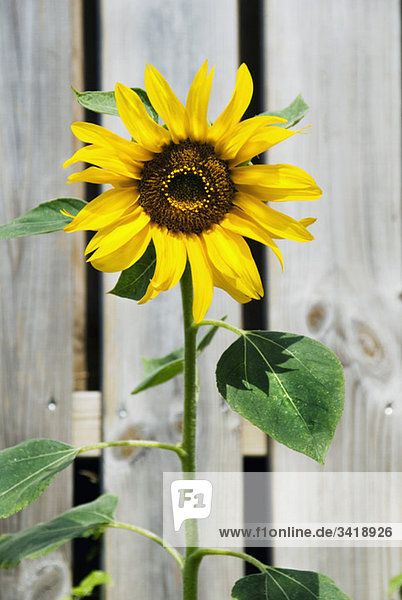 Sonnenblume vor dem Zaun