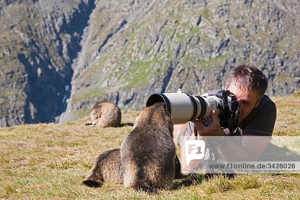 Österreich  Großglockner  Mann beim Fotografieren von Murmeltieren (Marmota marmota)
