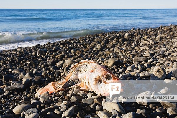 Neuseeland  Toter Fisch am Strand