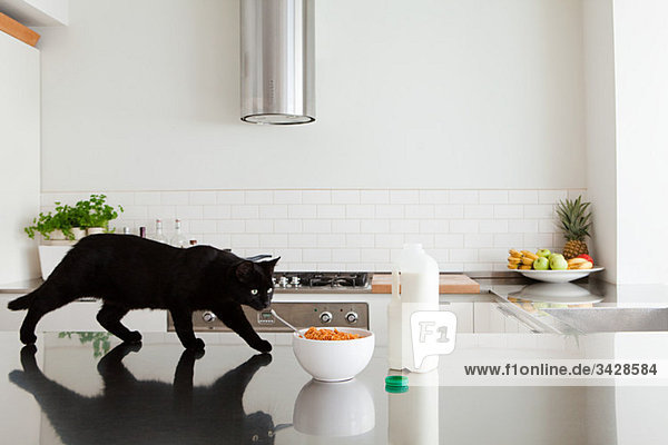 Black cat on counter with milk and cereal