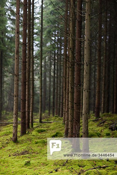 Skandinavische Halbinsel  Schweden  Sk_•ne  Ansicht Nadelbäume im Wald
