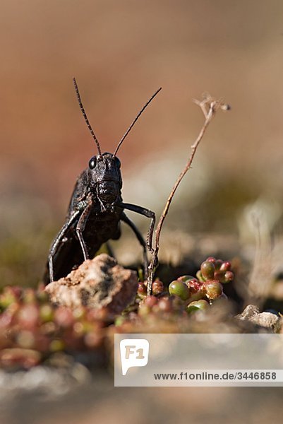 Skandinavien  Schweden  Oland  Blick auf Grasshopper  Nahaufnahme
