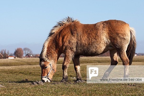 Norwegisches Fjordpferd Norweger Fjordpony Equus przewalskii f caballus Schleswig-Holstein Deutschland Norwegian Fjord-Horse Equus przewalskii f caballus Schleswig-Holstein Germany