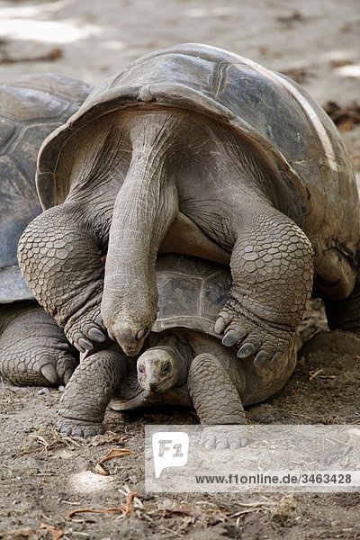 Aldabra Giant Tortoises Geochelone gigantea mating  La Digue Island  Seychelles