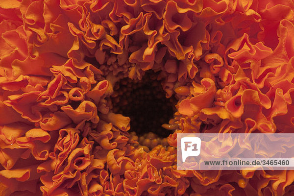 Detail einer orangefarbenen Chrysantheme