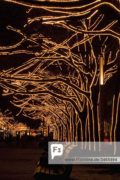 Mit Licht geschmückte Bäume  Unter Den Linden  Berlin  Deutschland