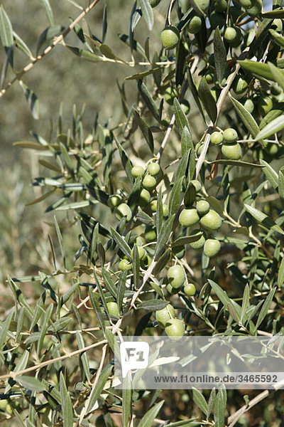 Oliven  die auf einem Olivenbaum wachsen