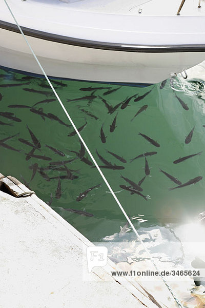 Ein Fischschwarm in der Nähe eines festgemachten Bootes
