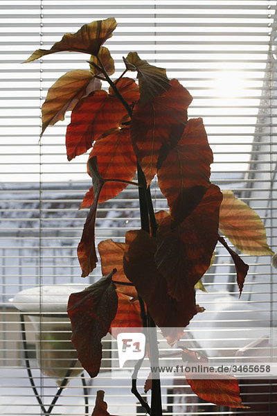 Eine Pflanze vor einem Fenster