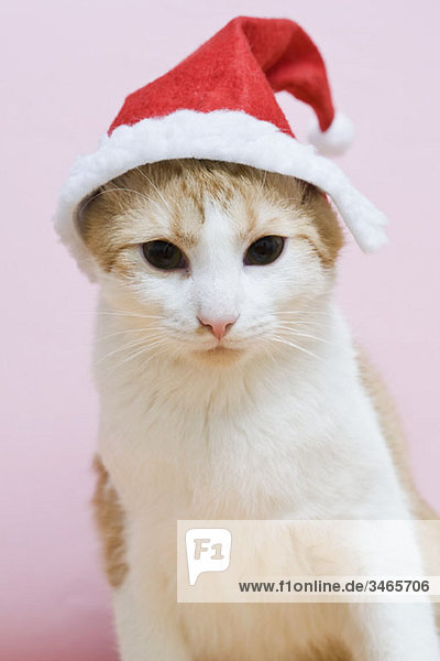Eine Katze mit Weihnachtsmütze