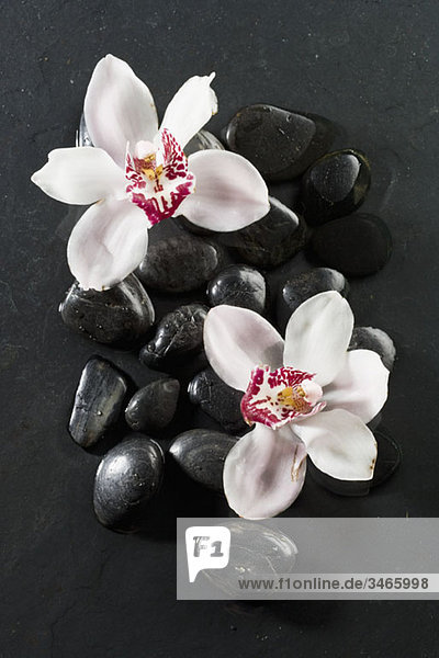 Zwei Orchideen auf Lastone Therapiesteinen liegend