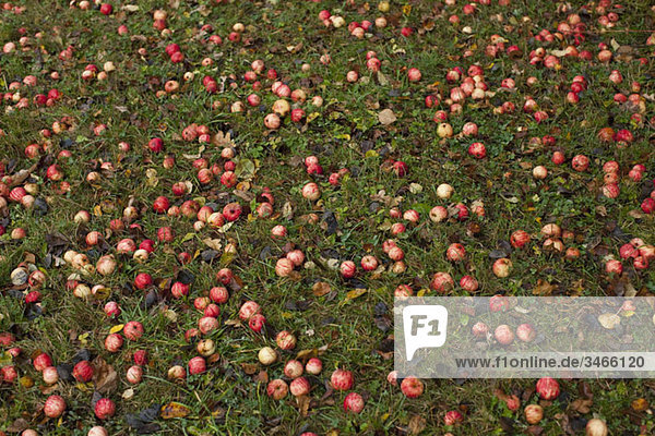 Gefallene Äpfel auf dem Boden