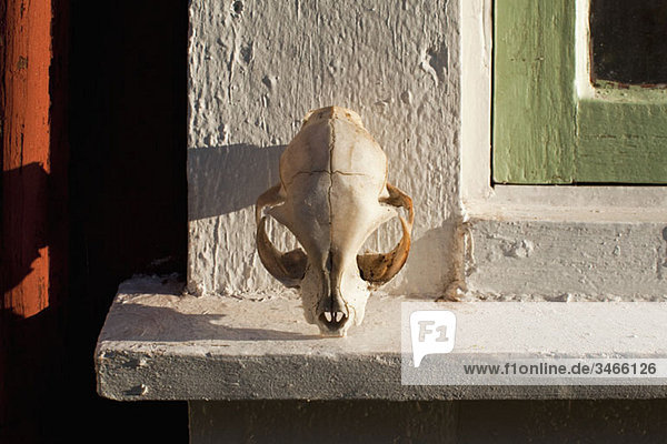 Ein Tierschädel auf einer Fensterbank