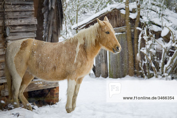 Ein im Schnee stehendes Pferd