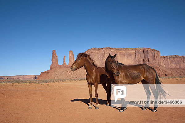 Zwei wilde Pferde  Monument Valley Navajo Tribal Park  Monument Valley  Arizona  USA