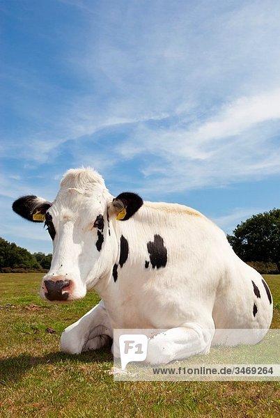 A Fresian Cow in the Suffolk countryside in the Uk