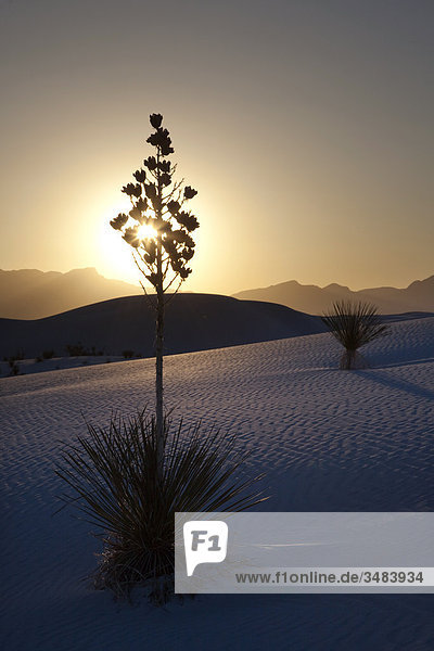 Seifen-Palmlilie (Yucca elata) bei Sonnenuntergang  White Sands National Monument  New Mexico  USA