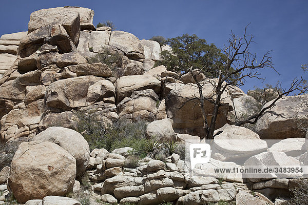 Felsbrocken im Joshua Tree Nationalpark  Kalifornien  USA  Flachwinkelansicht