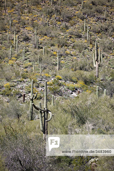 Sonora-Wüste  Arizona  USA
