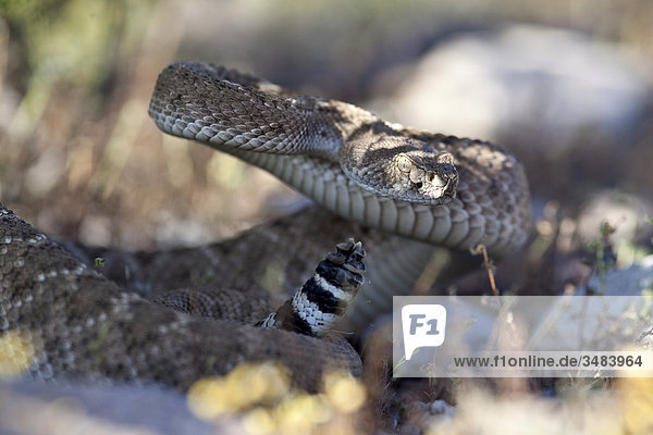 Texas-Klapperschlange (Crotalus atrox),  Arizona,  USA,  Close-up