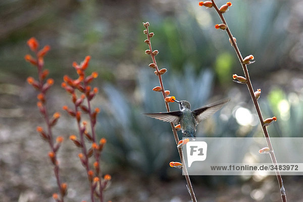 Kolibri fressend  Desert Botanical Garden  Phoenix  Arizona  USA
