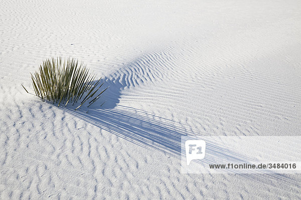 Gräser im weißen Sand wachsend  White Sands National Monument  New Mexico  USA  Erhöhte Ansicht