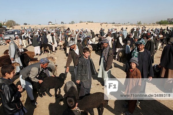 Animal market in Mazar-i-sharif  Afghanistan