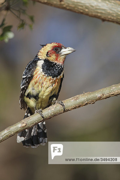 Haubenbartvogel  Trachyphonus vaillantii  sitzt auf Ast  Pilanes-Nationalpark  Nordwest  Südafrika  Afrika