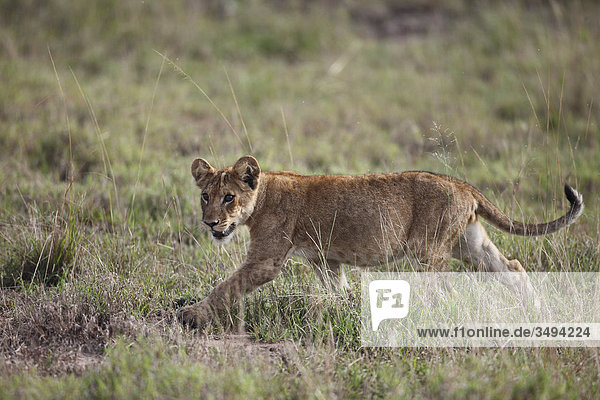 Löwenjunges  Panthera leo  Queen-Elizabeth Nationalpark  Uganda  Ostafrika  Afrika