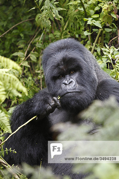 Berggorilla  Gorilla gorilla beringei  Virunga Nationalpark  Ruanda  Ostafrika  Afrika