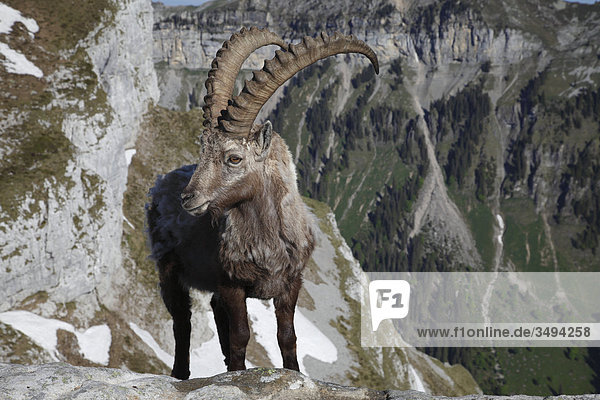 Alpensteinbock  Capra ibex  steht auf Felsen  Niederhorn  Schweizer Apen  Schweiz  Europa