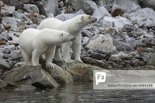 Zwei Eisbären  Ursus maritimus  stehen am Ufer  Nordpolarmeer  Spitzbergen  Norwegen  Europa