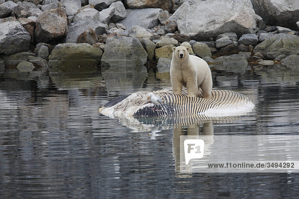Eisbär  Ursus maritimus  und Eismöwe  Larus hyperboreus  auf totem Finnwal  Spitzbergen  Norwegen  Europa