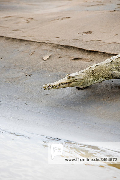 Krokodil am Fluss  Costa Rica