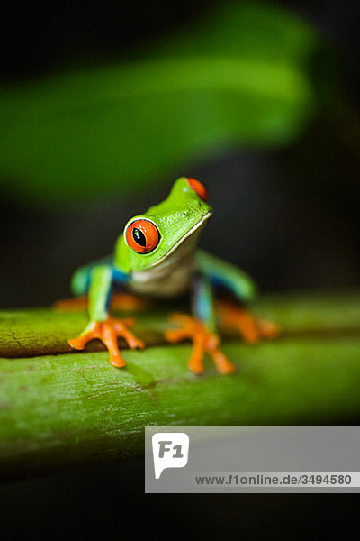 Red-eyed tree frog in costa rica
