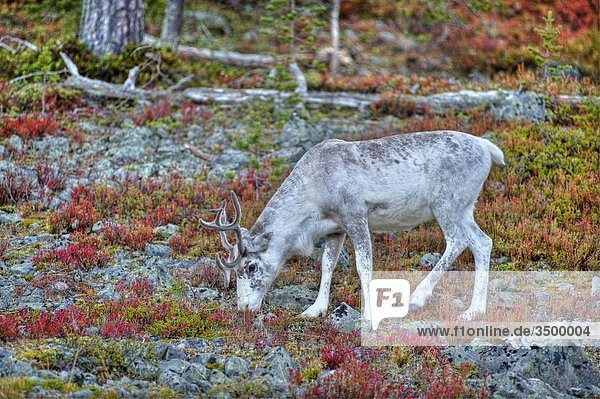 Lapland Finland Pallas Yllastunturi National Park reindeer grazing