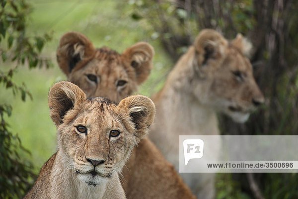 Drei Löwenjungen  panthera leo  Masai Mara National Reserve  Kenia  Ostafrika  Afrika