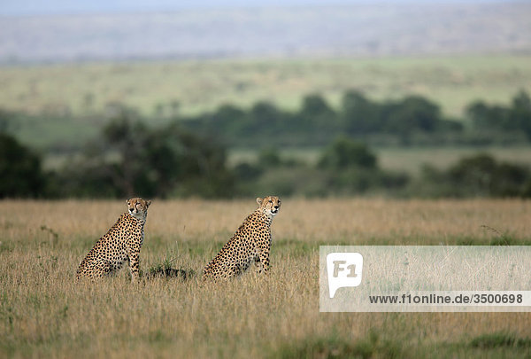 Zwei Geparden  Acinonyx jubatus  Masai Mara National Reserve  Kenia  Ostafrika  Afrika