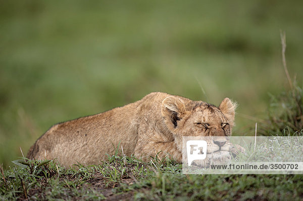 Löwenjunges  panthera leo  schläft  Masai Mara National Reserve  Kenia  Ostafrika  Afrika