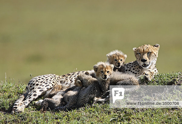 Gepard  Acinonyx jubatus  und Jungtiere  Masai Mara National Reserve  Ostafrika  Afrika