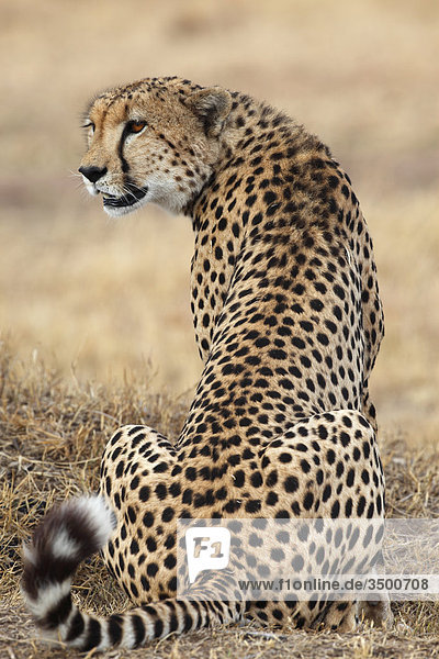Gepard  Acinonyx jubatus  Masai Mara National Reserve  Kenia  Ostafrika  Afrika